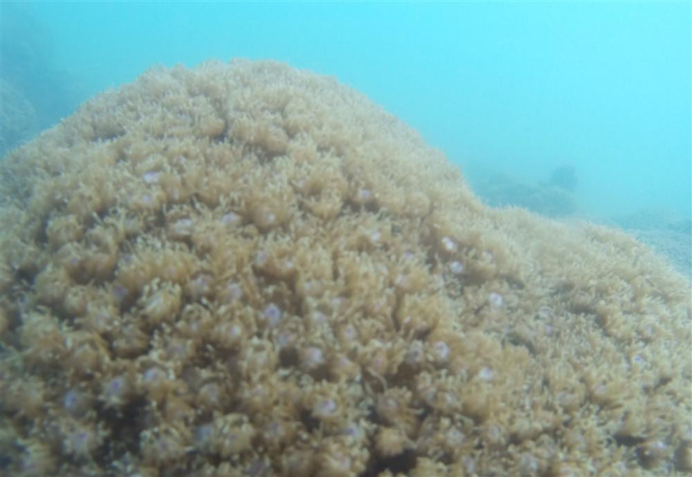 Sinh vật biển, san hô