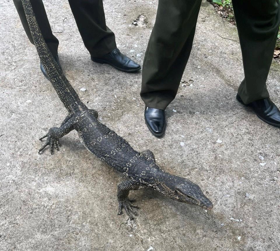 Phát hiện và tái thả 01 cá thể Kỳ đà hoa (Varanus salvator Laurenti, 1768) về môi trường tự nhiên